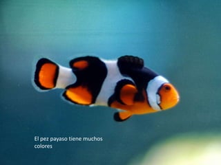 El pez payaso tiene muchos
colores

 