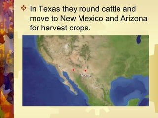  In Texas they round cattle and
  move to New Mexico and Arizona
  for harvest crops.
 