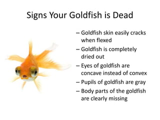 Signs Your Goldfish is Dead
– Goldfish skin easily cracks
when flexed
– Goldfish is completely
dried out
– Eyes of goldfish are
concave instead of convex
– Pupils of goldfish are gray
– Body parts of the goldfish
are clearly missing
 