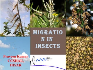 Migratio
n in
insects
Praveen Kumar
CCSHAU,
HISAR
 