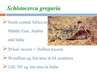 Migration OF INSECTS | PPT
