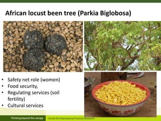 Linking migration, forest and gender in Burkina Faso