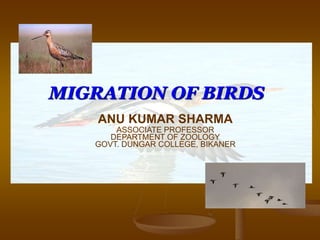 MIGRATION OF BIRDS
ANU KUMAR SHARMA
ASSOCIATE PROFESSOR
DEPARTMENT OF ZOOLOGY
GOVT. DUNGAR COLLEGE, BIKANER
 