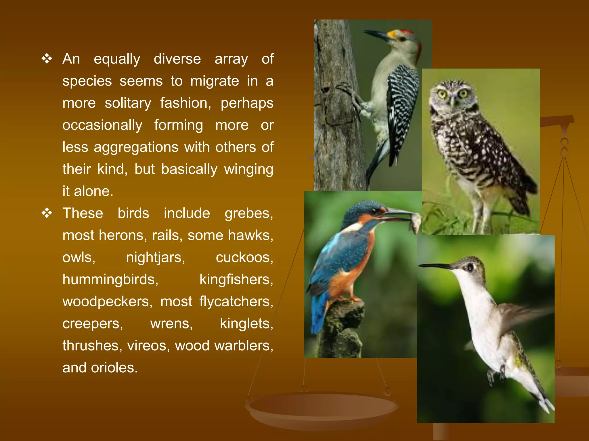 An equally diverse array of
species seems to migrate in a
more solitary fashion, perhaps
occasionally forming more or
less aggregations with others of
their kind, but basically winging
it alone.
 These birds include grebes,
most herons, rails, some hawks,
owls, nightjars, cuckoos,
hummingbirds, kingfishers,
woodpeckers, most flycatchers,
creepers, wrens, kinglets,
thrushes, vireos, wood warblers,
and orioles.
 