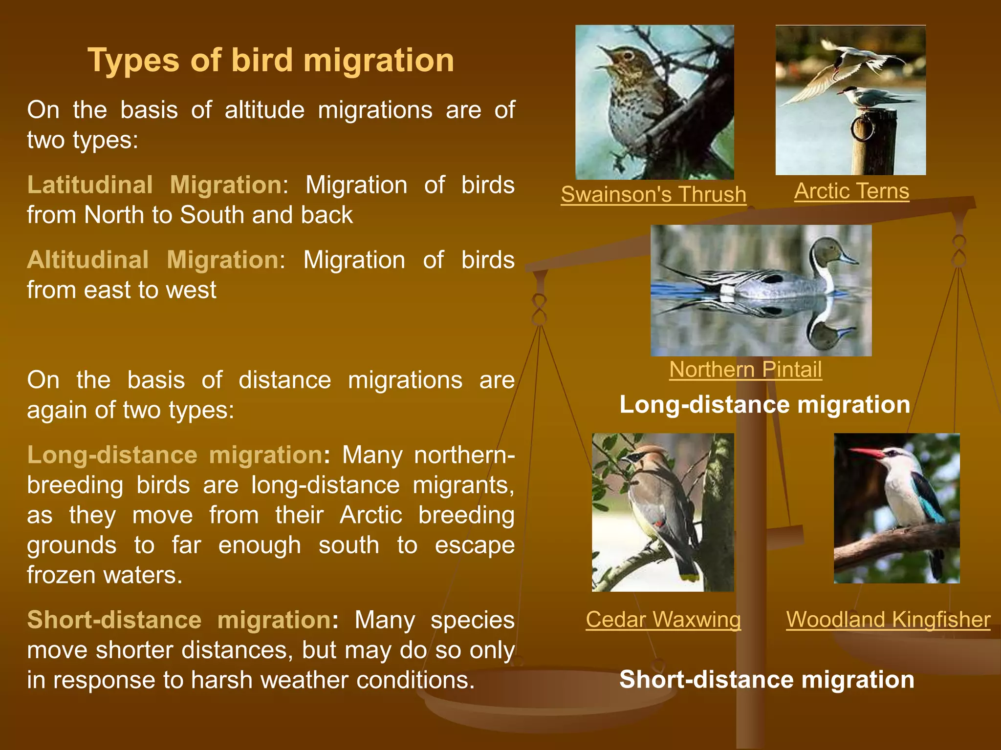 Types of bird migration
On the basis of altitude migrations are of
two types:
Latitudinal Migration: Migration of birds
from North to South and back
Altitudinal Migration: Migration of birds
from east to west
On the basis of distance migrations are
again of two types:
Long-distance migration: Many northern-
breeding birds are long-distance migrants,
as they move from their Arctic breeding
grounds to far enough south to escape
frozen waters.
Short-distance migration: Many species
move shorter distances, but may do so only
in response to harsh weather conditions.
Swainson's Thrush
Northern Pintail
Arctic Terns
Long-distance migration
Cedar Waxwing Woodland Kingfisher
Short-distance migration
 