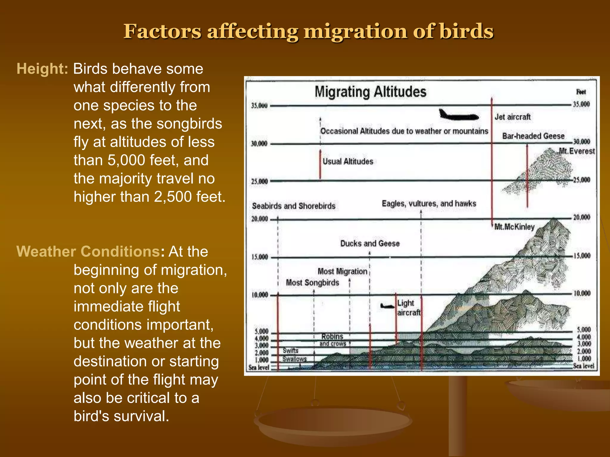 Height: Birds behave some
what differently from
one species to the
next, as the songbirds
fly at altitudes of less
than 5,000 feet, and
the majority travel no
higher than 2,500 feet.
Weather Conditions: At the
beginning of migration,
not only are the
immediate flight
conditions important,
but the weather at the
destination or starting
point of the flight may
also be critical to a
bird's survival.
Factors affecting migration of birds
 