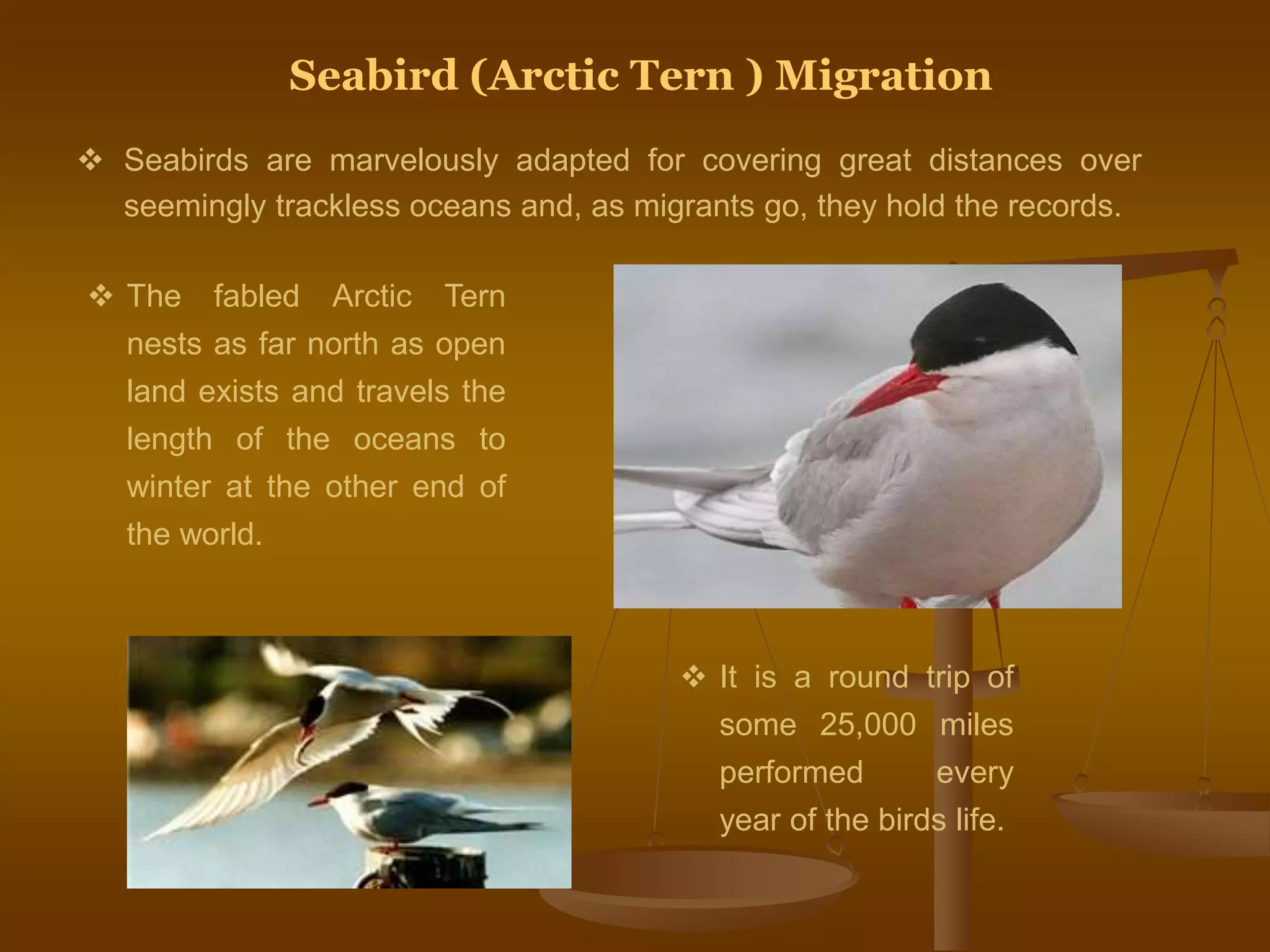 Seabird (Arctic Tern ) Migration
 Seabirds are marvelously adapted for covering great distances over
seemingly trackless oceans and, as migrants go, they hold the records.
 It is a round trip of
some 25,000 miles
performed every
year of the birds life.
 The fabled Arctic Tern
nests as far north as open
land exists and travels the
length of the oceans to
winter at the other end of
the world.
 