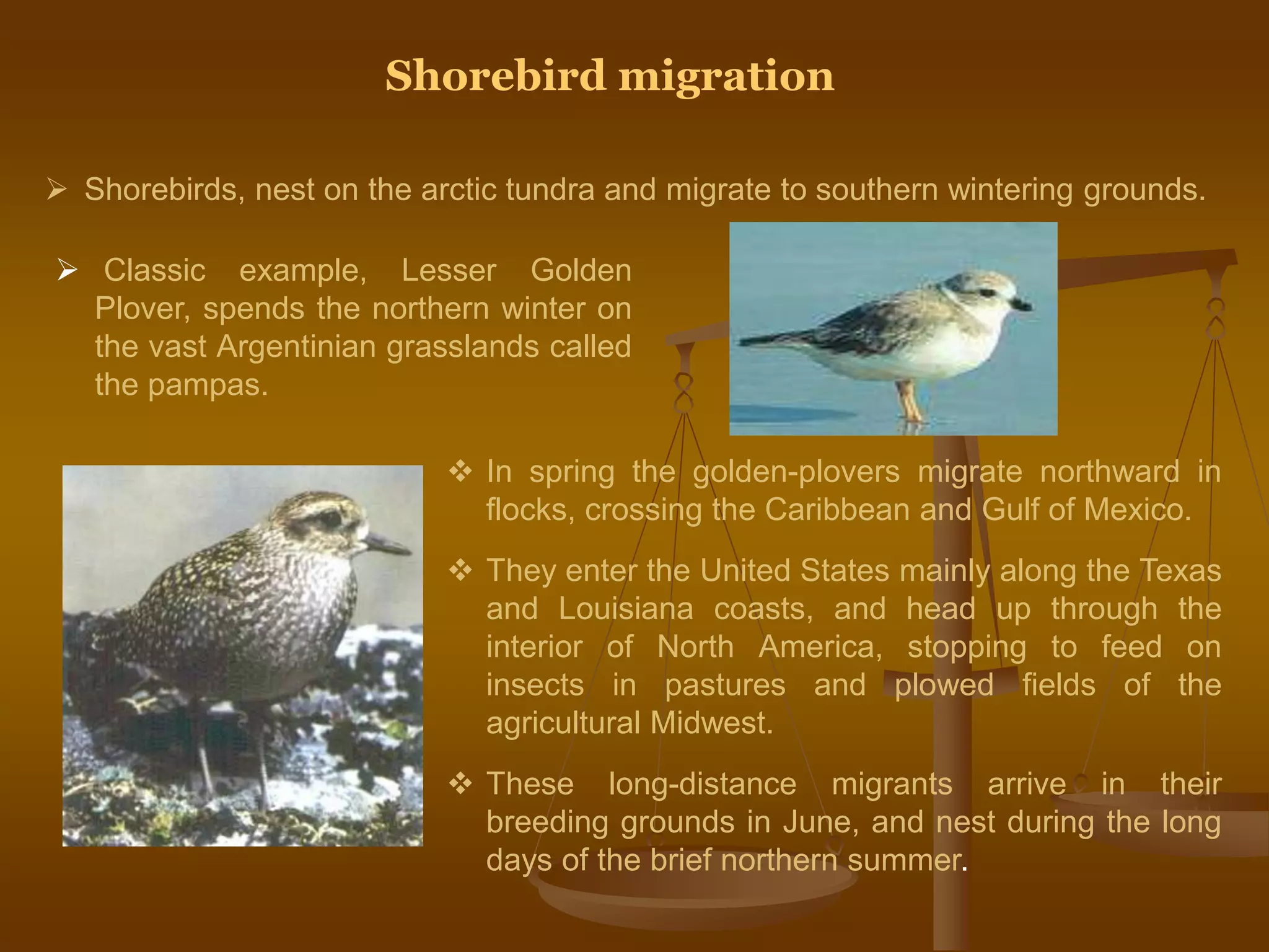 Shorebird migration
 Shorebirds, nest on the arctic tundra and migrate to southern wintering grounds.
 Classic example, Lesser Golden
Plover, spends the northern winter on
the vast Argentinian grasslands called
the pampas.
 In spring the golden-plovers migrate northward in
flocks, crossing the Caribbean and Gulf of Mexico.
 They enter the United States mainly along the Texas
and Louisiana coasts, and head up through the
interior of North America, stopping to feed on
insects in pastures and plowed fields of the
agricultural Midwest.
 These long-distance migrants arrive in their
breeding grounds in June, and nest during the long
days of the brief northern summer.
 