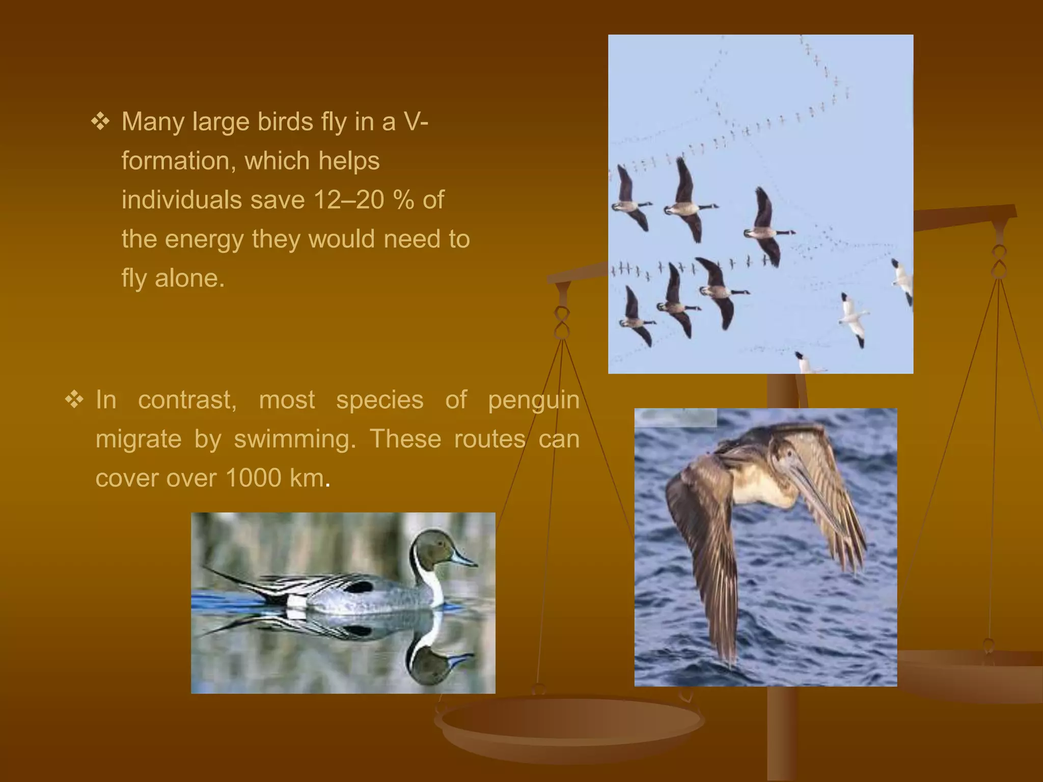  Many large birds fly in a V-
formation, which helps
individuals save 12–20 % of
the energy they would need to
fly alone.
 In contrast, most species of penguin
migrate by swimming. These routes can
cover over 1000 km.
 