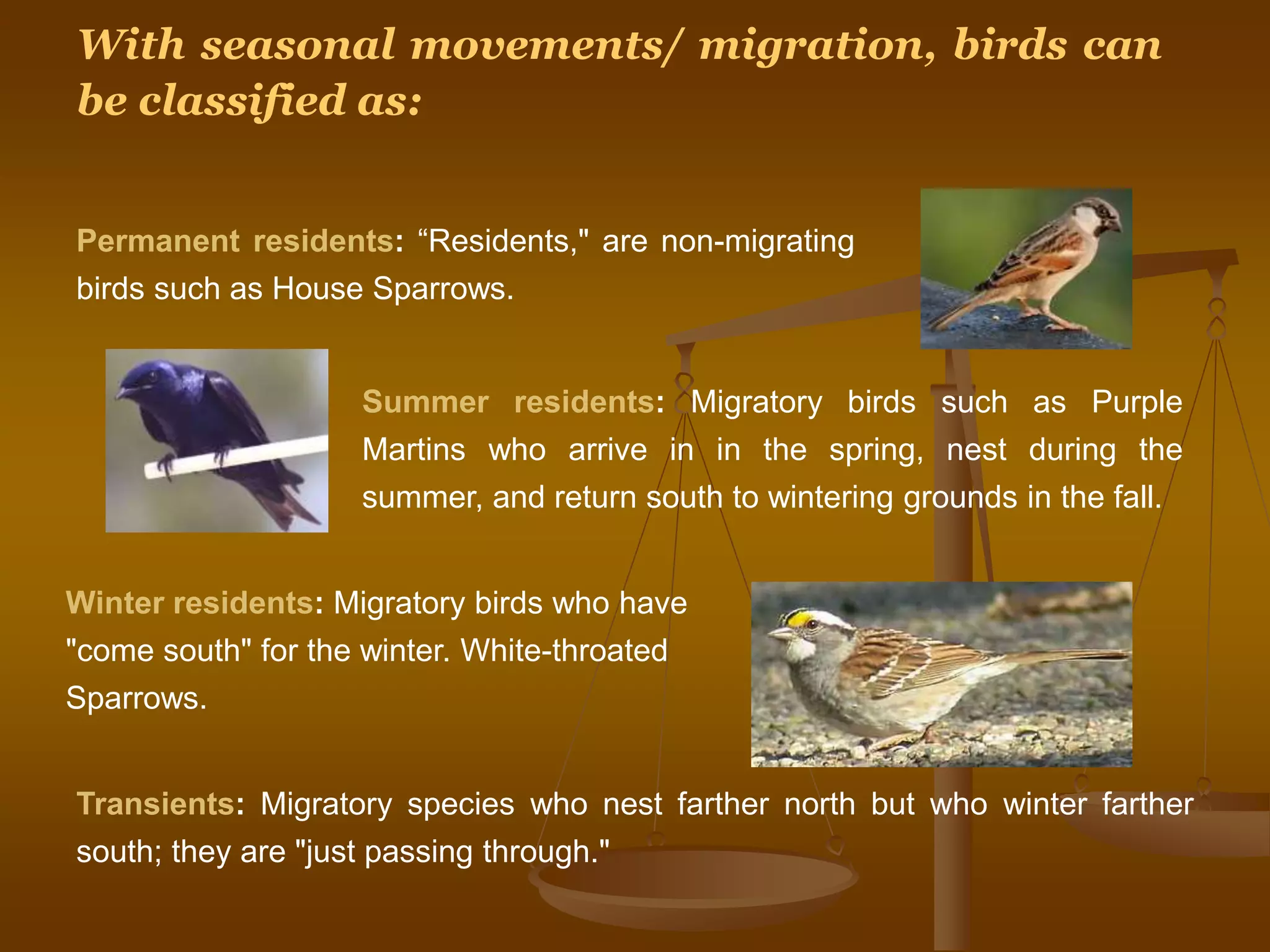 With seasonal movements/ migration, birds can
be classified as:
Permanent residents: “Residents," are non-migrating
birds such as House Sparrows.
Summer residents: Migratory birds such as Purple
Martins who arrive in in the spring, nest during the
summer, and return south to wintering grounds in the fall.
Winter residents: Migratory birds who have
"come south" for the winter. White-throated
Sparrows.
Transients: Migratory species who nest farther north but who winter farther
south; they are "just passing through."
 