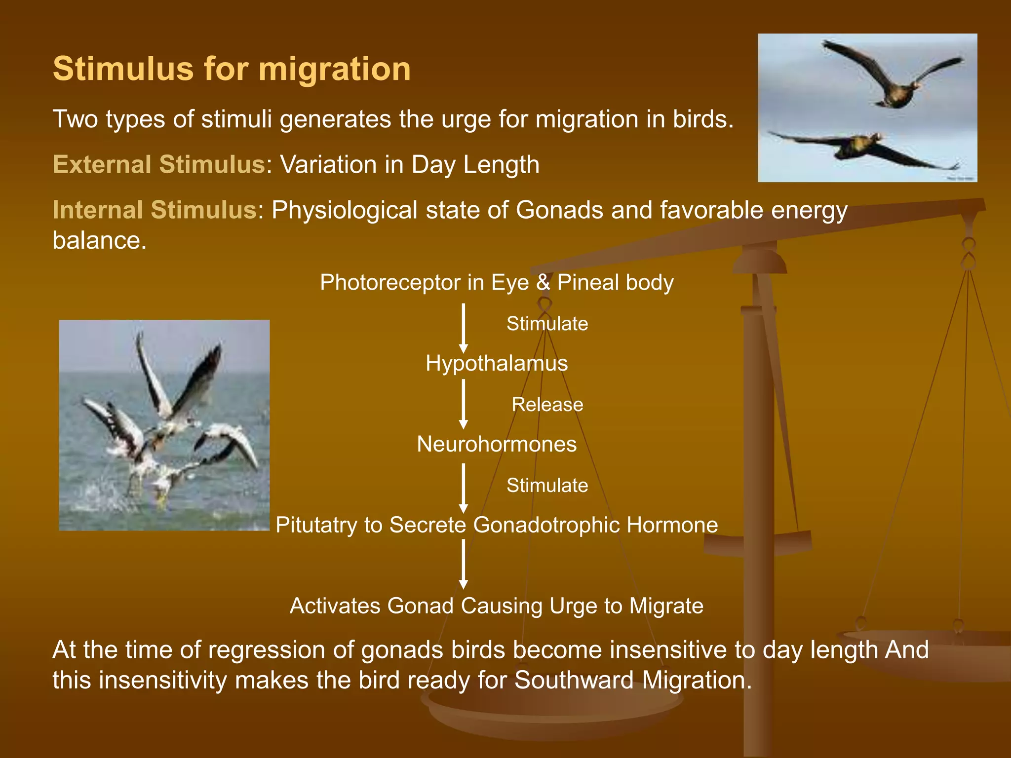 Stimulus for migration
Two types of stimuli generates the urge for migration in birds.
External Stimulus: Variation in Day Length
Internal Stimulus: Physiological state of Gonads and favorable energy
balance.
Photoreceptor in Eye & Pineal body
Stimulate
Hypothalamus
Release
Neurohormones
Stimulate
Pitutatry to Secrete Gonadotrophic Hormone
Activates Gonad Causing Urge to Migrate
At the time of regression of gonads birds become insensitive to day length And
this insensitivity makes the bird ready for Southward Migration.
 