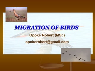 MIGRATION OF BIRDS
Opoke Robert (MSc)
opokerobert@gmail.com
 