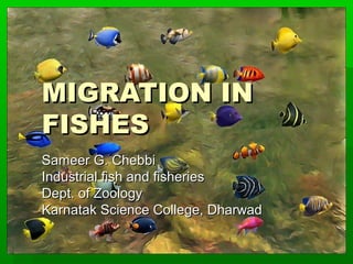 MIGRATION IN
FISHES
Sameer G. Chebbi
Industrial fish and fisheries
Dept. of Zoology
Karnatak Science College, Dharwad

 