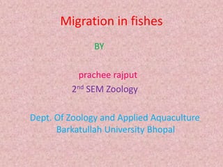 Migration in fishes
BY
prachee rajput
2nd SEM Zoology
Dept. Of Zoology and Applied Aquaculture
Barkatullah University Bhopal
 