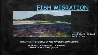 FISH MIGRATION
Submitted by :-
ANURADHA NASKAR
(MFSc. 1st Sem.)
DEPARTMENT OF ZOOLOGY AND APPLIED AQUACULTURE
BARKATULLAH UNIVERSITY, BHOPAL
MADHYA PRADESH, 462026
 