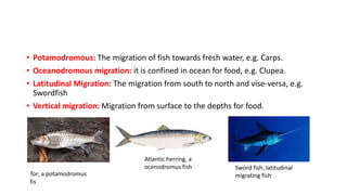 Migration in fishes/class11 biology | PPT