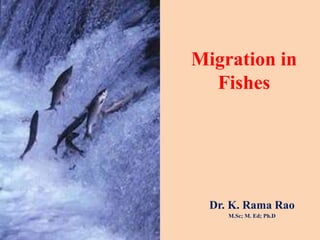 Migration in
Fishes
Dr. K. Rama Rao
M.Sc; M. Ed; Ph.D
 