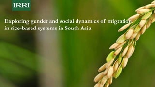 Exploring gender and social dynamics of migration
in rice-based systems in South Asia
 