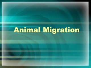Animal Migration 
