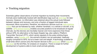 MIGRATION OF ANIMALS...pptx