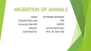 MIGRATION OF ANIMALS
NAME: EHTISHAM SHAFIQUE
COLLEGE ROLL NO: 539
University Roll NO: 035975
Subject: Animal Behaviour
Submitted To: Prof. Dr. Amir Sab
 