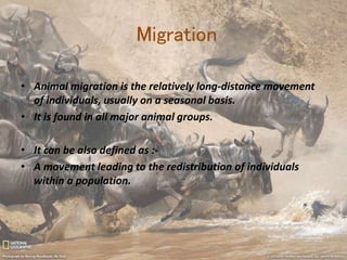 Migration Definition Science Migration of animals | PPTX
