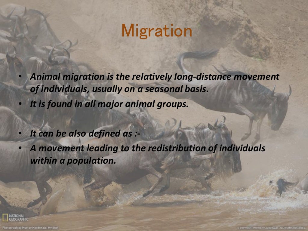 animal migration essay