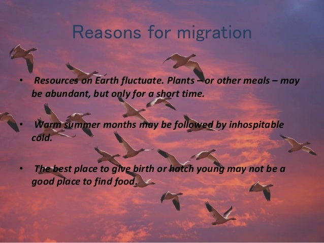 migration of animals migration of animals