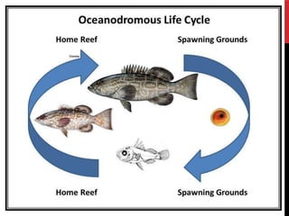 Fish Task migration of Fishes | PPT
