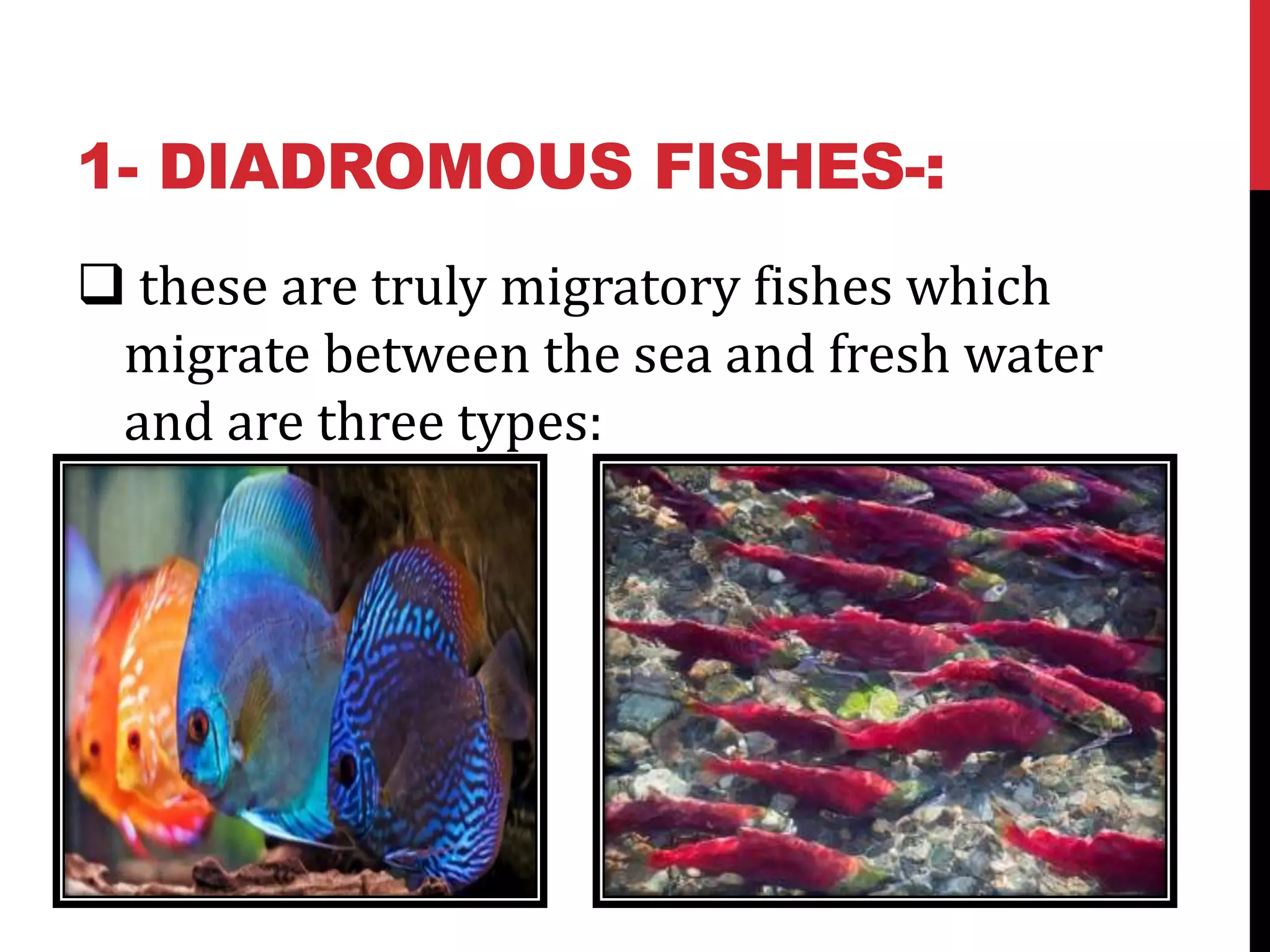 1- DIADROMOUS FISHES-:
 these are truly migratory fishes which
migrate between the sea and fresh water
and are three types:
 