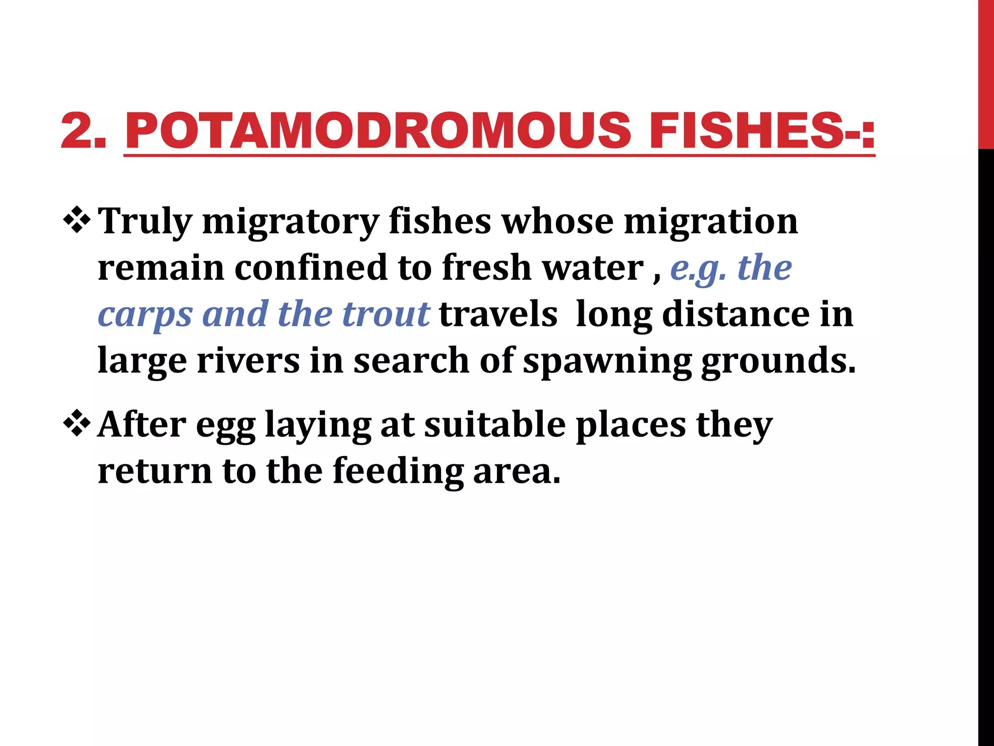 2. POTAMODROMOUS FISHES-:
Truly migratory fishes whose migration
remain confined to fresh water , e.g. the
carps and the trout travels long distance in
large rivers in search of spawning grounds.
After egg laying at suitable places they
return to the feeding area.
 
