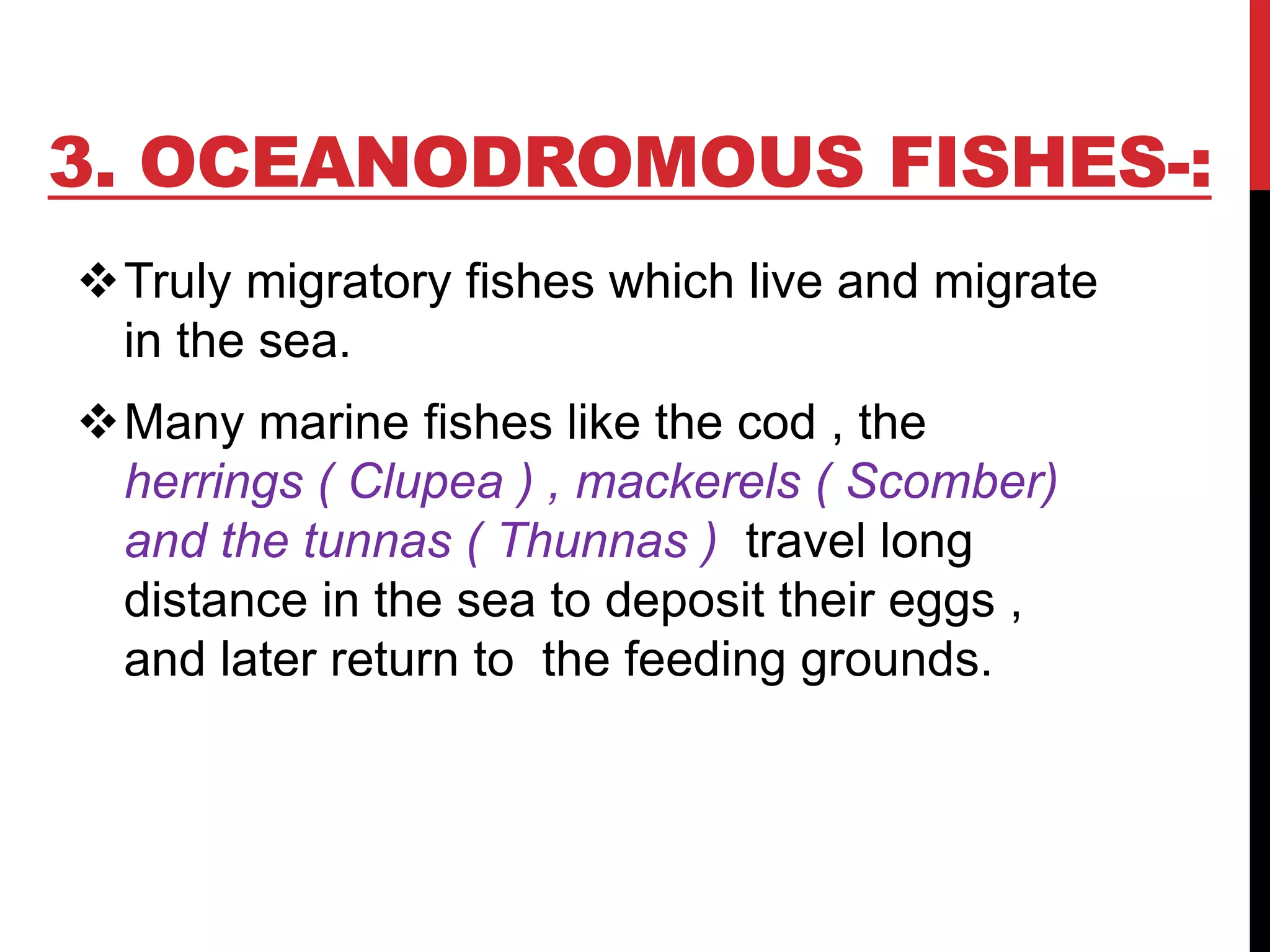 3. OCEANODROMOUS FISHES-:
Truly migratory fishes which live and migrate
in the sea.
Many marine fishes like the cod , the
herrings ( Clupea ) , mackerels ( Scomber)
and the tunnas ( Thunnas ) travel long
distance in the sea to deposit their eggs ,
and later return to the feeding grounds.
 