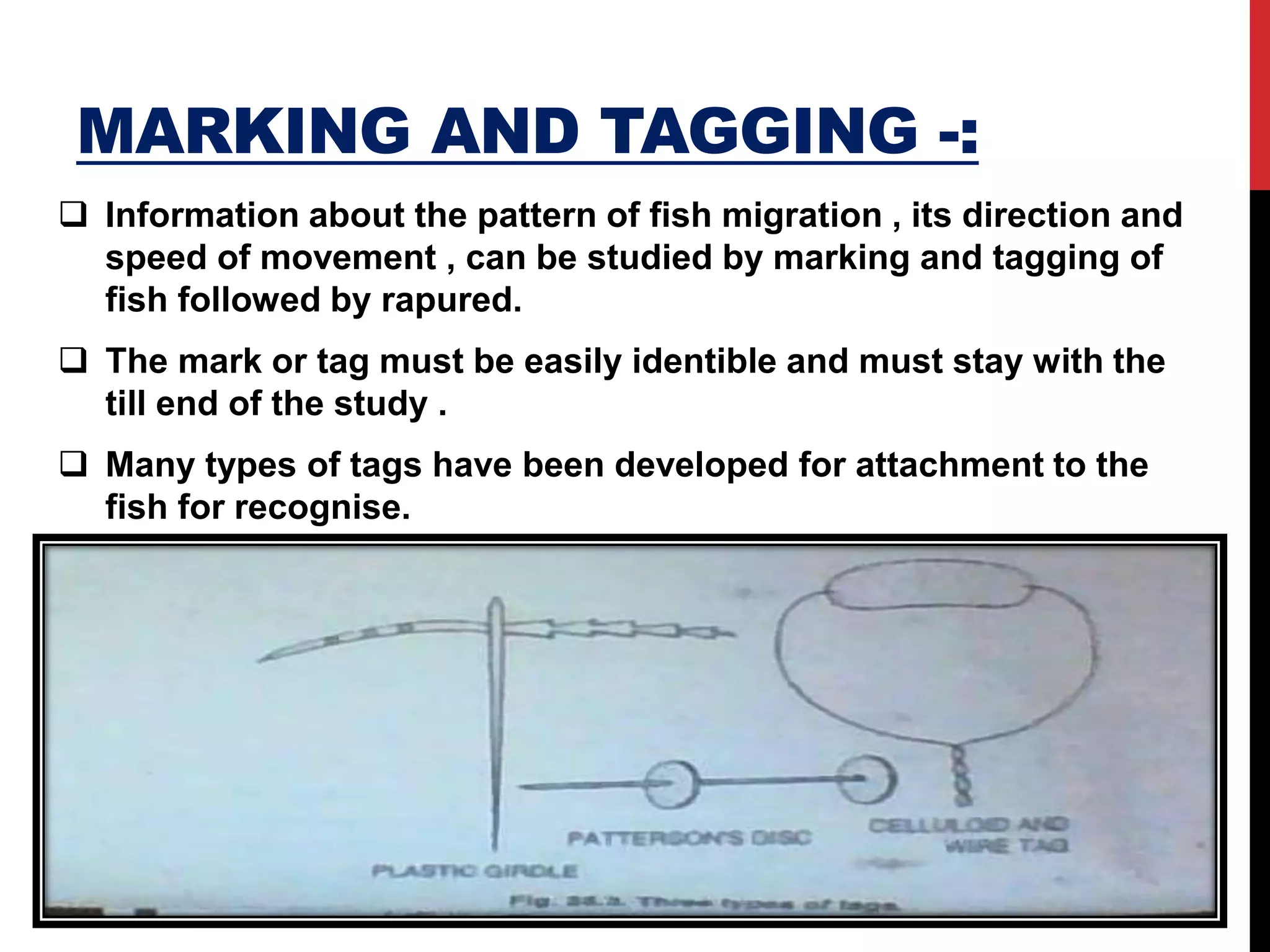MARKING AND TAGGING -:
 Information about the pattern of fish migration , its direction and
speed of movement , can be studied by marking and tagging of
fish followed by rapured.
 The mark or tag must be easily identible and must stay with the
till end of the study .
 Many types of tags have been developed for attachment to the
fish for recognise.
 