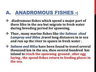 A. ANADROMOUS FISHES -:
 diadromous fishes which spend a major part of
there lifes in the sea but migrate to fresh water
during breeding period for spawning.
 Thus , many marine fishes like the Salmon shad
Lampray and Hilsa ,travel long distances in te sea
and run up the river to spawn in fresh water .
 Salmon and Hilsa have been found to travel several
thousand km in the sea, then several hundred km
inland to reach the spawning ground , after egg
laying , the spend fishes return to feeding places in
the sea.
 