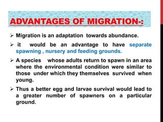 ADVANTAGES OF MIGRATION-:
 Migration is an adaptation towards abundance.
 it would be an advantage to have separate
spawning , nursery and feeding grounds.
 A species whose adults return to spawn in an area
where the environmental condition were similar to
those under which they themselves survived when
young.
 Thus a better egg and larvae survival would lead to
a greater number of spawners on a particular
ground.
 