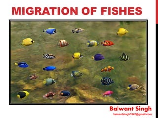 MIGRATION OF FISHES
Balwant Singh
balwantsingh1642@gmail.com
 