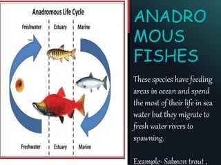ANADRO
MOUS
FISHES
These species have feeding
areas in ocean and spend
the most of their life in sea
water but they migrate to
fresh water rivers to
spawning.
Example- Salmon trout ,
 