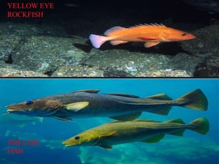 YELLOW EYE
ROCKFISH
THE COD
FISH
 
