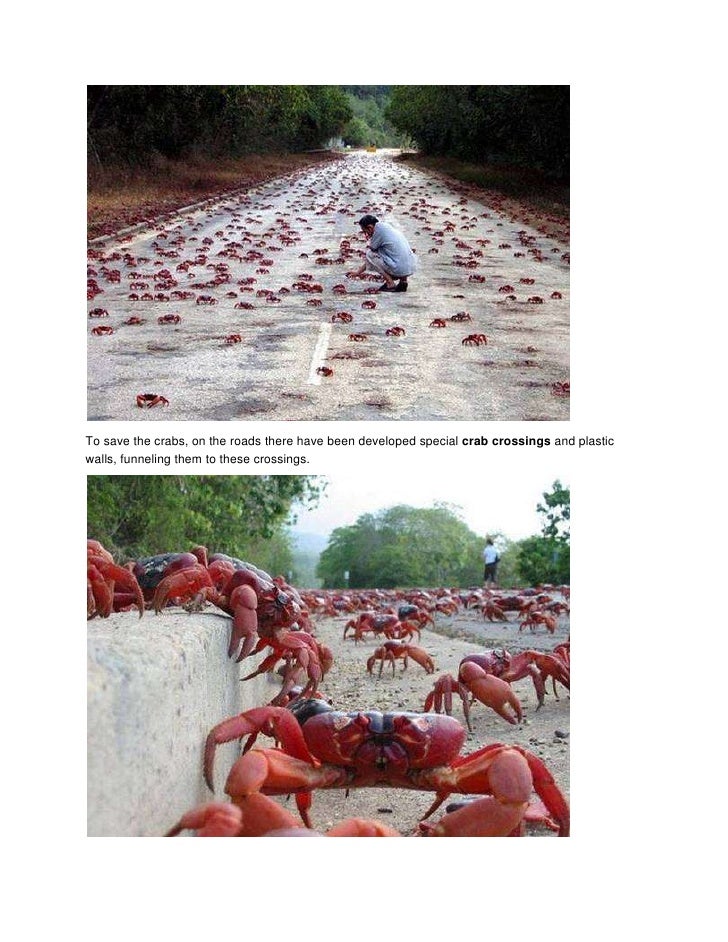 Migration of red crab of the christmas island