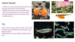 Migration of fishes and their importance of spawning migration | PPTX