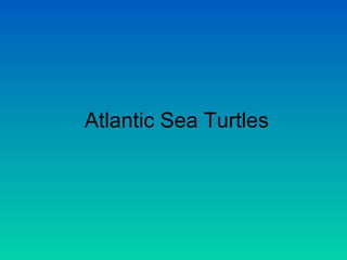 Atlantic Sea Turtles 