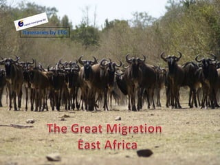 Itineraries by ETG The Great Migration   East Africa 