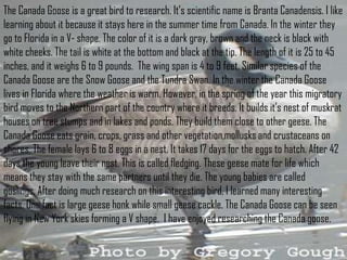 The Canada Goose is a great bird to research. It’s scientific name is Branta Canadensis. I like
learning about it because it stays here in the summer time from Canada. In the winter they
go to Florida in a V- shape. The color of it is a dark gray, brown and the neck is black with
white cheeks. The tail is white at the bottom and black at the tip. The length of it is 25 to 45
inches, and it weighs 6 to 9 pounds. The wing span is 4 to 9 feet. Similar species of the
Canada Goose are the Snow Goose and the Tundra Swan. In the winter the Canada Goose
lives in Florida where the weather is warm. However, in the spring of the year this migratory
bird moves to the Northern part of the country where it breeds. It builds it’s nest of muskrat
houses on tree stumps and in lakes and ponds. They build them close to other geese. The
Canada Goose eats grain, crops, grass and other vegetation,mollusks and crustaceans on
shores. The female lays 6 to 8 eggs in a nest. It takes 17 days for the eggs to hatch. After 42
days the young leave their nest. This is called fledging. These geese mate for life which
means they stay with the same partners until they die. The young babies are called
goslings. After doing much research on this interesting bird, I learned many interesting
facts. One fact is large geese honk while small geese cackle. The Canada Goose can be seen
flying in New York skies forming a V shape. I have enjoyed researching the Canada goose.
 