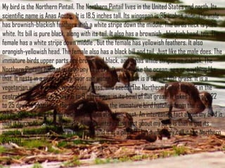 My bird is the Northern Pintail. The Northern Pintail lives in the United States and north. Its
scientific name is Anas Acuta. It is 18.5 inches tall. Its wingspan is 35 inches wide. The male
has brownish-blackish feathers with a white stripe down the middle. The birds neck is pure
white. Its bill is pure black, along with its tail. It also has a brownish –blackish head, too. The
female has a white stripe down middle , but the female has yellowish feathers. It also
orangish-yellowish head. The female also has a black bill and tail. Just like the male does. The
immature birds upper parts are brown and black, and it has white stripes on itsback. The
Northern Pintails habitat is near any kind of salt water. Like the ocean, sea or anything like
that. It nests in a grassy area near salt water and its nest is a bowl of flat grass. It is a
vegetarian with a diet of vegetables, grass, and seeds. The Northern Pintail breeds in the
central United States. It lays 6 to 9 olive eggs, in its bowl of flat grass. It takes the eggs 22
to 25 days to hatch into the new world. When the immature bird hatches from the egg, it
takes 36 to 57 days to leave their parents and their nest. An interesting fact about my bird is
that it burps to attract a female. Another interesting fact about my bird is that it got its
name by because it breeds in the north and it is a pintail. That’s why they call it the Northern
Pintail.
 