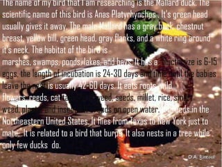 The name of my bird that I am researching is the Mallard duck. The
scientific name of this bird is Anas Platyrhynchos . It’s green head
usually gives it away. The male Mallard has a gray back, chestnut
breast, yellow bill, green head, gray flanks, and a white ring around
it’s neck. The habitat of the bird is
marshes, swamps, ponds, lakes, and bays. It has a clucth size is 6-15
eggs, the length of incubation is 24-30 days and time until the babies
leave the nest is usually 42-60 days. It eats roots, wild
flowers, reeds, cat tails, duck weed, seeds, millet, rice, smart
weed, plants, and insects. It breeds on open water. It breeds in the
Northeastern United States. It flies from Texas to New York just to
mate. It is related to a bird that burps. It also nests in a tree while
only few ducks do.
 