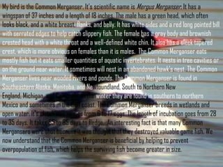 My bird is the Common Merganser. It’s scientific name is Mergus Merganser. It has a
wingspan of 37 inches and a length of 18 inches. The male has a green head, which often
looks black, and a white breast, flanks, and belly. It has white sides and a red long pointed bill
with serrated edges to help catch slippery fish. The female has a gray body and brownish
crested head with a white throat and a well-defined white chin. It also has a sleek tapered
crest, which is more obvious on females than it is males. The Common Merganser eats
mostly fish but it eats smaller quantities of aquatic invertebrates. It nests in tree cavities or
on the ground near water. It sometimes will nest in an abandoned hawk’s nest. The Common
Merganser lives near wooded rivers and ponds. The Common Merganser is found in
Southeastern Alaska, Manitoba, and Newfoundland, South to Northern New
England, Michigan, and California. In the winter they are found in southern to northern
Mexico and sometimes in the Gulf coast. The Common Merganser breeds in wetlands and
open water. It’s clutch size ranges from 6 to 17 eggs. The length of incubation goes from 28
to 35 days. It takes 65 to 85 days to fledge. An interesting fact is that many Common
Mergansers were shot because it was thought that they destroyed valuable game fish. We
now understand that the Common Merganser is beneficial by helping to prevent
overpopulation of fish, which helps the surviving fish become greater in size.
 