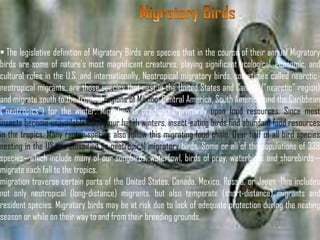  The legislative definition of Migratory Birds are species that in the course of their annual Migratory
birds are some of nature’s most magnificent creatures, playing significant ecological, economic, and
cultural roles in the U.S. and internationally. Neotropical migratory birds, sometimes called nearctic-
neotropical migrants, are those species that nest in the United States and Canada ("nearctic" region)
and migrate south to the tropical regions of Mexico, Central America, South America, and the Caribbean
("neotropics") for the winter. Migration is predicated primarily upon food resources. Since most
insects become unavailable during our harsh winters, insect-eating birds find abundant food resources
in the tropics. Many raptor species also follow this migrating food chain. Over half of all bird species
nesting in the US are classified as neotropical migratory birds. Some or all of the populations of 338
species—which include many of our songbirds, waterfowl, birds of prey, waterbirds and shorebirds—
migrate each fall to the tropics.
migration traverse certain parts of the United States, Canada, Mexico, Russia, or Japan. This includes
not only neotropical (long-distance) migrants, but also temperate (short-distance) migrants and
resident species. Migratory birds may be at risk due to lack of adequate protection during the nesting
season or while on their way to and from their breeding grounds.
 