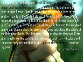 fourteen days. The Baltimore Oriole eats mostly insects, but eats
lesser qualities of fruit nectar. In the summer, the Baltimore Oriole
lives in Nova Scotia, Canada, however in the winter it lives in the
southern parts of the United States of America and in Mexico. One
interesting fact about the Baltimore Oriole is that it was named by
Lord Baltimore, a 17th century English Man who founded the Maryland
colony and wore a cloak the colors of orange and black, the colors of
the Baltimore Oriole. The Baltimore Oriole is also the Maryland State
bird. I really like the Baltimore Oriole because of its vivid colors and
its unique body texture that is why I picked the Baltimore Oriole for
my bird.
 