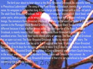 The bird your about to hear about is the Rose-Breasted Grosbeak. Its scientific name
is Pheucticus Ludovicianus. The song of the Rose-Breasted Grosbeak. sounds like a whistling
noise. Its wingspan is 7.25 inches long. It has a large pale blue breast with a rosy-red patch.
The adult Rose-Breasted Grosbeak. has a rosy-red triangular breast patch, black head, white
under parts, white patches on its wings, white spots on a black tail, and rosy-red wing
linings. The immature Rose-Breasted Grosbeak. is similar to the adult but duller. A similar
species is the Plumaged Black Headed Grosbeak. the Plumaged Black Headed Grosbeak is
different because it has a buffier breast patch. The food source of the Rose-Breasted
Grosbeak. is mainly insects, fruit, seeds, and flowers. Rose-Breasted Grosbeaks live in
woodland areas. They build their nests in mid-story or canopy. The Rose-Breasted Grosbeak.
has an open-cut nest. The Rose-Breasted Grosbeak. builds its nest in the mid-story. The
Rose-Breasted Grosbeak. Can lay up to 3 to 6 eggs at one time. It takes the Rose-Breasted
Grosbeak. 13 to 14 days for the eggs to hatch. It takes 9 to 12 days for the babies to leave the
nest. The Rose-Breasted Grosbeak migrates to Central America and northern South America
in the winter and returns to the northern United States and Canada in the summer. An
interesting fact about the Rose-Breasted Grosbeak is that it is very beneficial to farmers by
consuming many potato beetles.
 