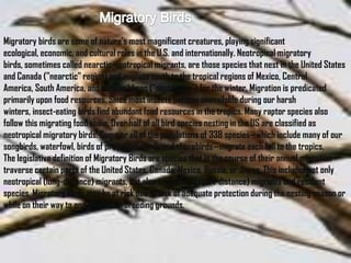 Migratory birds are some of nature’s most magnificent creatures, playing significant
ecological, economic, and cultural roles in the U.S. and internationally. Neotropical migratory
birds, sometimes called nearctic-neotropical migrants, are those species that nest in the United States
and Canada ("nearctic" region) and migrate south to the tropical regions of Mexico, Central
America, South America, and the Caribbean ("neotropics") for the winter. Migration is predicated
primarily upon food resources. Since most insects become unavailable during our harsh
winters, insect-eating birds find abundant food resources in the tropics. Many raptor species also
follow this migrating food chain. Over half of all bird species nesting in the US are classified as
neotropical migratory birds. Some or all of the populations of 338 species—which include many of our
songbirds, waterfowl, birds of prey, waterbirds and shorebirds—migrate each fall to the tropics.
The legislative definition of Migratory Birds are species that in the course of their annual migration
traverse certain parts of the United States, Canada, Mexico, Russia, or Japan. This includes not only
neotropical (long-distance) migrants, but also temperate (short-distance) migrants and resident
species. Migratory birds may be at risk due to lack of adequate protection during the nesting season or
while on their way to and from their breeding grounds.
 